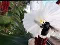 kisah Sang Kumbang dan Kuntum Bunga #Kumbangdanbunga #Yundaiya