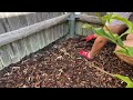 How to Create a New Garden Bed: Removing Grass, Planting, Watering, and Mulch! | Joshua's Garden