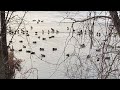 (Filler) Watching Ducks In Winter (December 20, 2019)