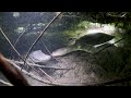 Florida Softshell Turtle Cinematic Shots