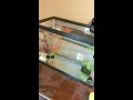 My Betta Fish Breeding Tank.