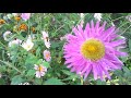 A Variety Of Flowers In The Garden