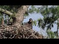 Get Happy! Bald Eagle Eaglet doing happy wing flaps in it's nest.