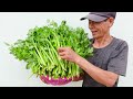 Tips for growing Celery easily on the balcony, continuous harvest