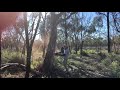 Cutting Down A Dead Redgum