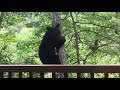 Momma Bear and Cub On Porch in Gatlinburg - BJBourg