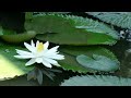 Inner Peace -Nature Healing Sounds/Water Birds Sounds #24