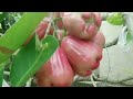 bonsai pohon jambu citra berbuah sepanjang tahun #jambu air citra