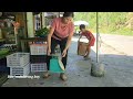 Harvesting grapefruit to sell, Bac was very surprised when kind man appeared with a new bed.