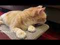 阿肥舒心的生活~一起來分享橘貓啊肥的日常! Orange cat Fatty's daily life!