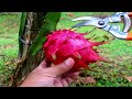 HOW TO HARVEST DRAGON FRUIT -TWISTING METHOD or PRUNING SHEARS