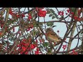 Bramblings Eating Rowan Berries   Sutton Park