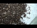 Predatory Mites  (Hypoaspis miles) After Unboxing Package 2017