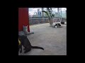 🤣🐶 New Funny Cats and Dogs Videos 😆😻 Funny Animal Videos 2024 #15