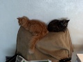 2 cat siblings in a tiff!