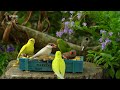 8 Hours Of Mesmerizing Videos For Cats To Watch - Videos For Cats To Watch Bird