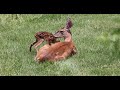 Newborn whitetail fawns first interactions with mom and each other