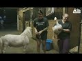 Rescued Goose, Mini Horse Are Inseparable — Watch Them Get Adopted Together | The Dodo Adoption Day