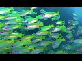 Ocean 4K  - Beautiful Coral Reef Fish in Aquarium, Sea Animals for Relaxation 4K Video Ultra HD