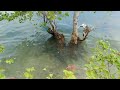 pohon bakau tua tepat berada di pantai tg uma Batam tepi Singapore