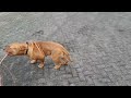 Bordeaux dog 8.5 months and 51 kilos.