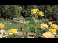 Rose Garden Slide 1