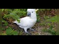 The Funny Cockatoo Bird & Ticklish Tenderness: Hilarious Encounter with a Cheeky Cockatoo.