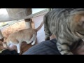 Cats jumping into the owner to wake up
