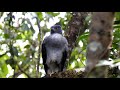 BIRD WATCHING AT RANCHO NATURALISTA - COSTA RICA