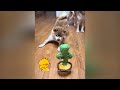 Best Funny Animals 2024😻Funniest Dogs and Cats😬🐶