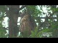 Филин под дождем. Eagle owl in the rain.