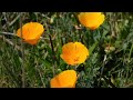 California poppies bloom - Weir canyon (Orange county)