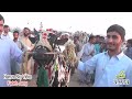 Bull Race - Humak - 24.6.2024 - hamza sky video fateh jang