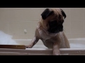 Bubble bath for Grover the Pug