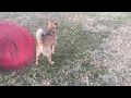 More FETCH WITH my DOG FINN