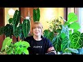 My Anthurium Collection & How I grow high humidity plants in low humidity!