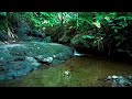 Relaxing Forest Water Sounds for Sleeping healing Meditation Stress Relief