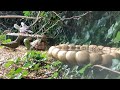 Live Wildlife Watch Stream: Daytime Critter Feeder, Bird Feeder || Thursday 06-27-2024