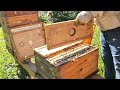 Need Queens Try Resource Hives