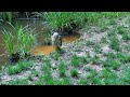 Redtail hawk takes a bath then does a flyby of the camera