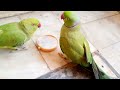 Ringneck parrot talking with mirror 🪞 😳 || parrot in front of mirror| speaks in Urdu&Hindi