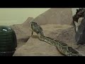 Best Bored Rattlesnake Ever