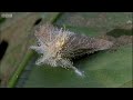 Attack of the Killer Fungi | Planet Earth | BBC Earth