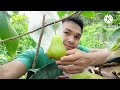 Mbolang kekebun jambu air madu Deli dan green Giant di planterbag. Petik buah dan makan2