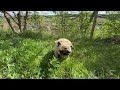 Maurice the Pug-Pugs in the sun