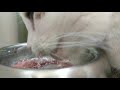 Dru eats raw venison. #Feline #ASMR #rawfedcats #catsounds #soundofcatseating