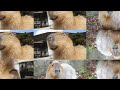 Capy bara insane edit