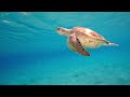 Ocean 4K - Sea Animals for Relaxation, Beautiful Coral Reef Fish in Aquarium(4K Video Ultra HD) #104