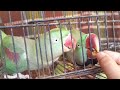 Luna and coco parrot eating seeds || raw parrot talking || speaks in Urdu&Hindi