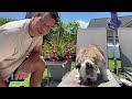 Reuben the Bulldog: It's Officially Summer!